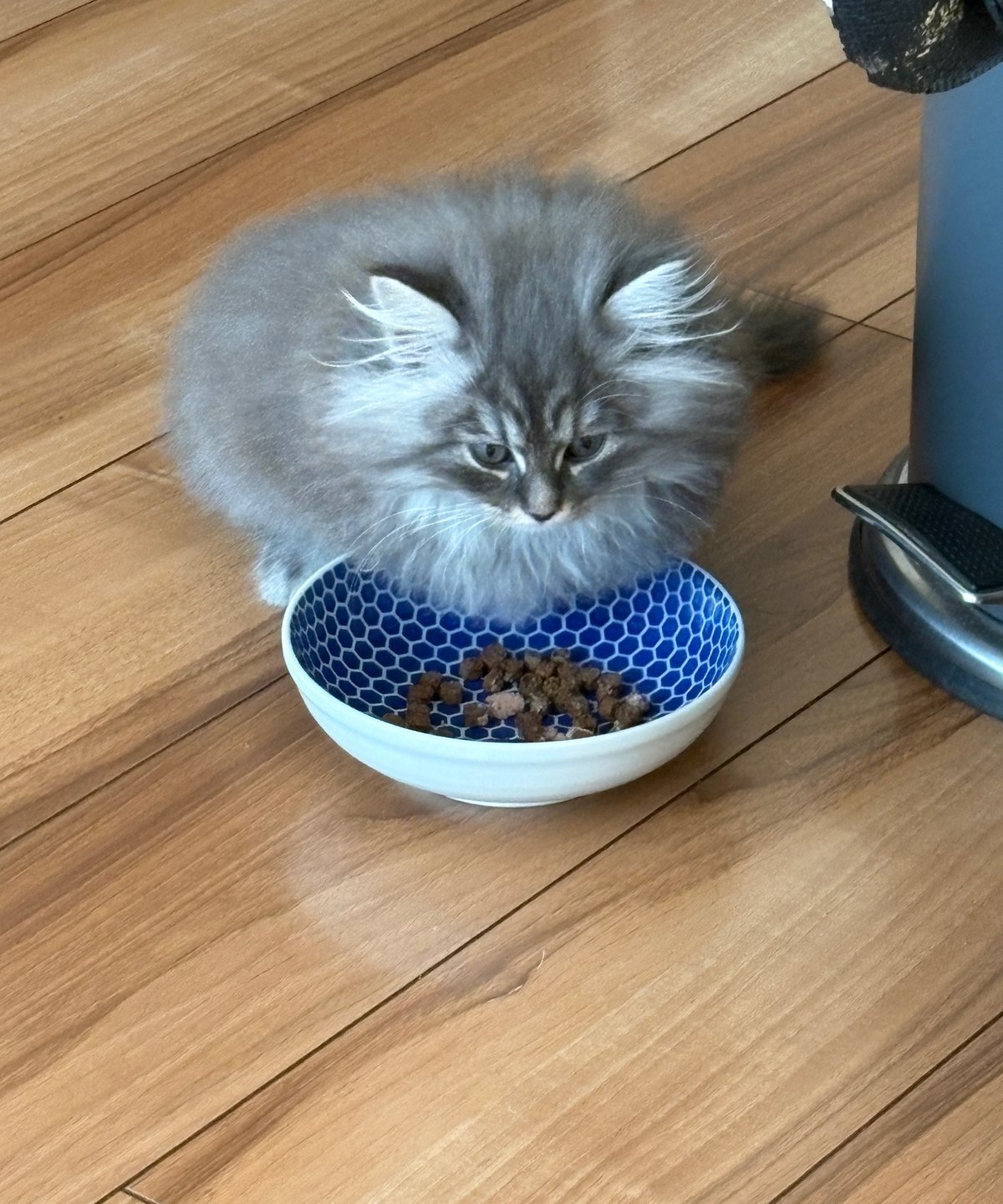 青いお皿に入ったご飯を食べているもずく