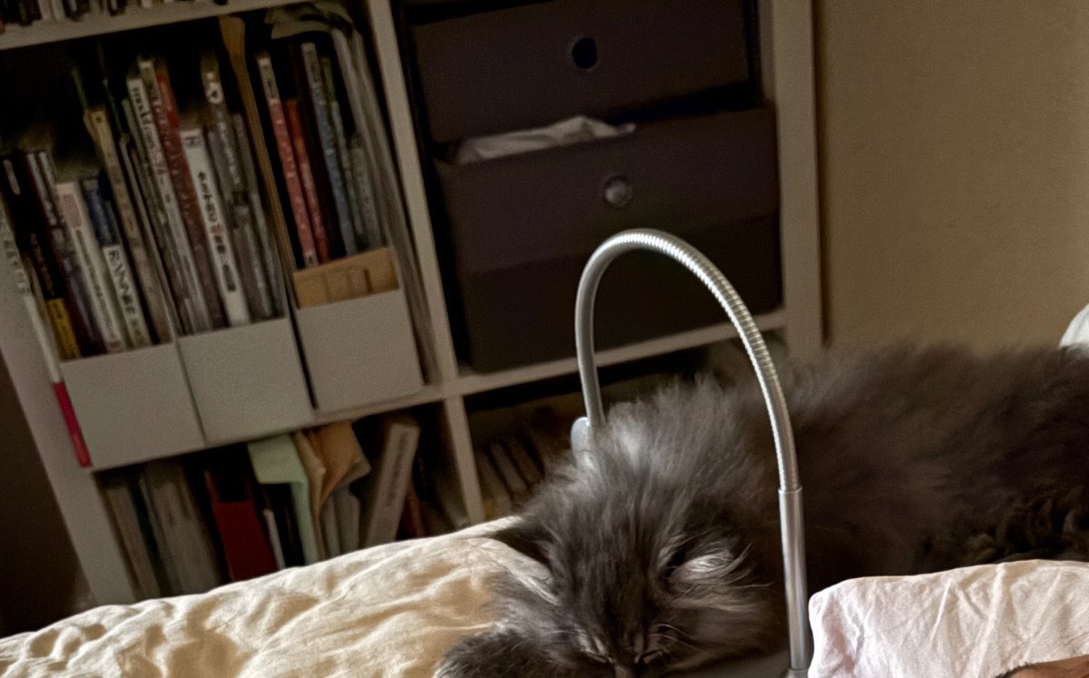 本棚を背景に、ベッドの上で眠るもずく