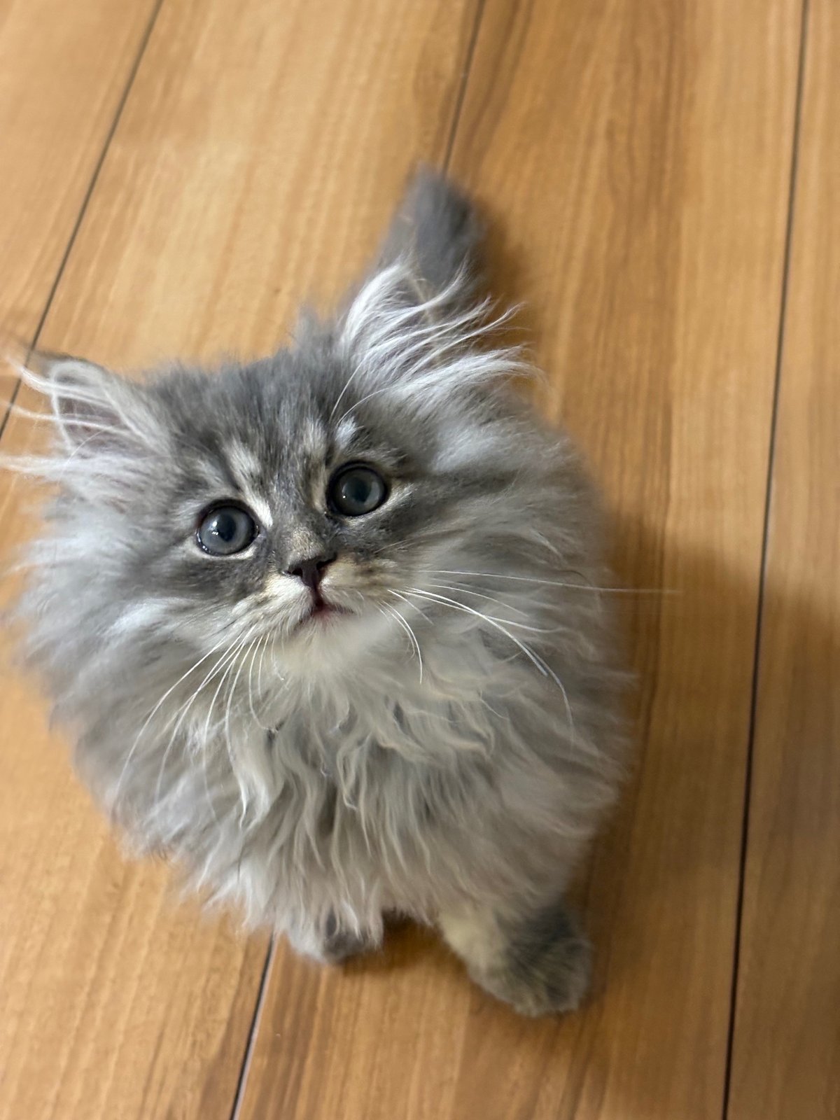 床に座ってこちらを見上げるもずく。ふわふわのグレーの被毛