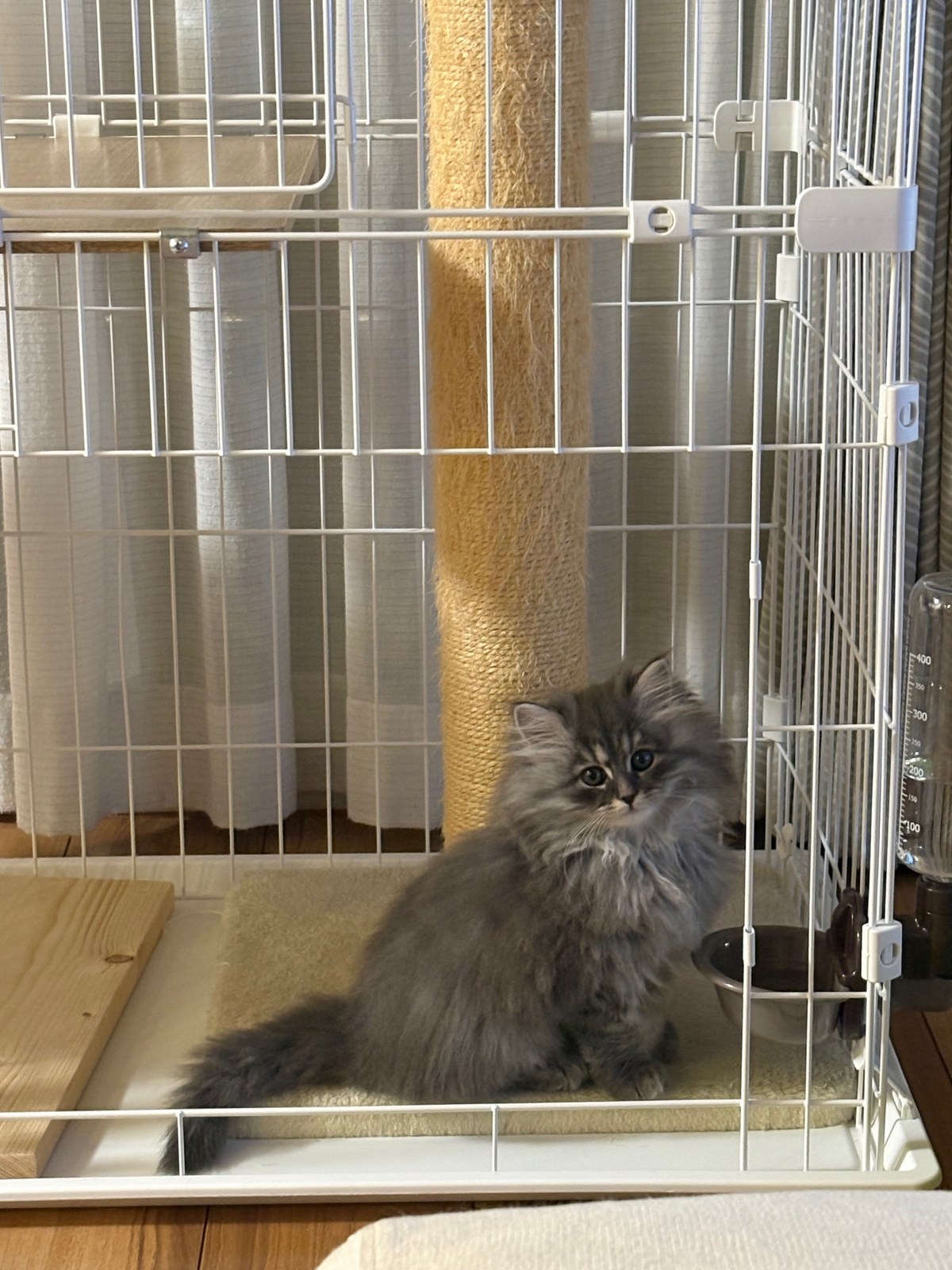 キャットゲージの中で、給水器の前に座っているもずく