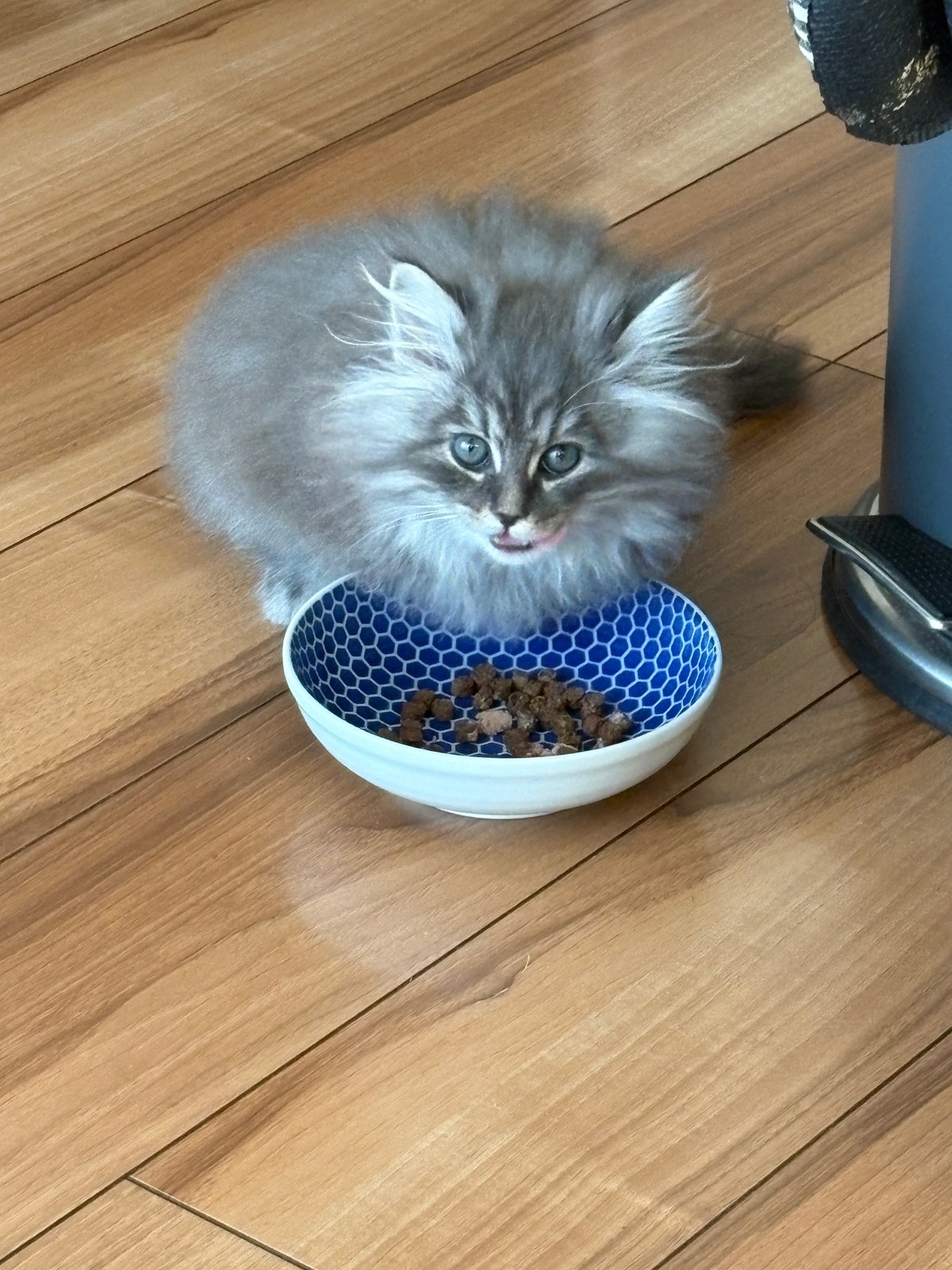 青いハニカム模様のお皿でご飯を食べているもずく
