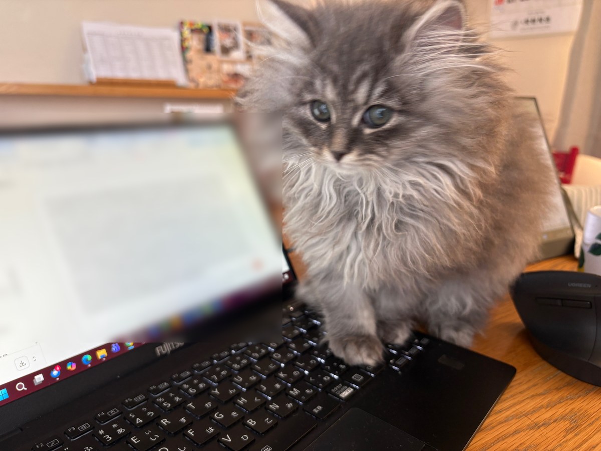 ノートパソコンのキーボードの上に乗ってこちらを見ているもずく